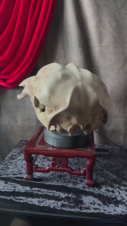 Conjoined Cow Skull Replica Gothic Oddity Decor Double Skull Curiosity Cabinet Macabre Halloween Display