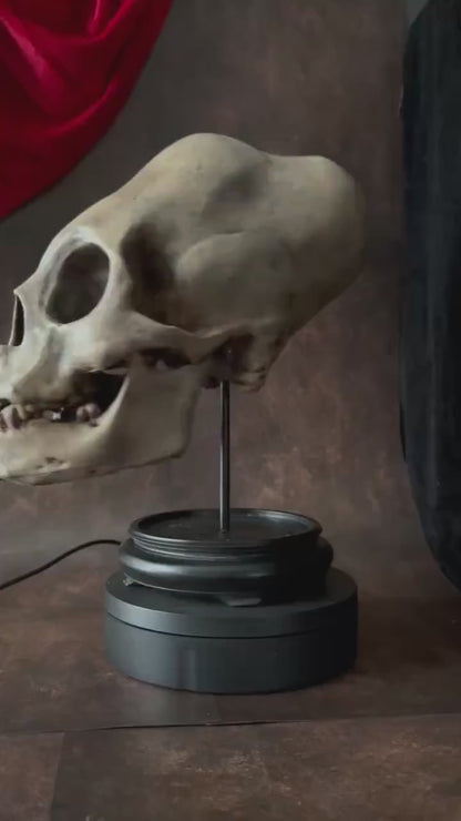 Life Size Elongated Human Skull Replica: Cranial Modification, Oddities and Curiosities. Head Binding.