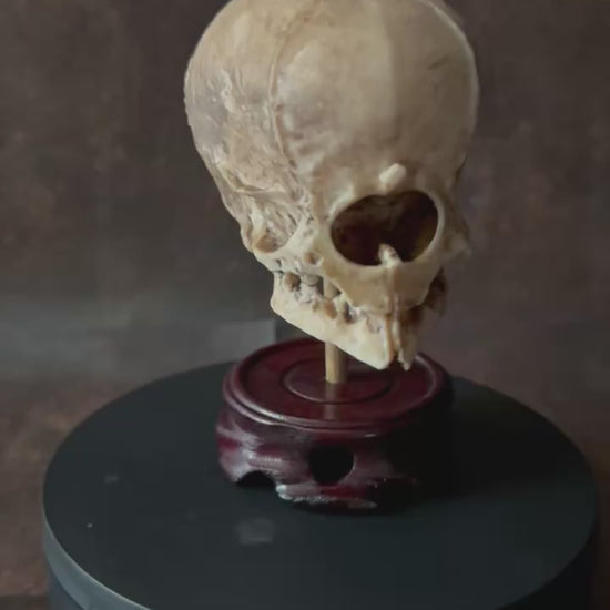 Cyclops Skull on a stand video