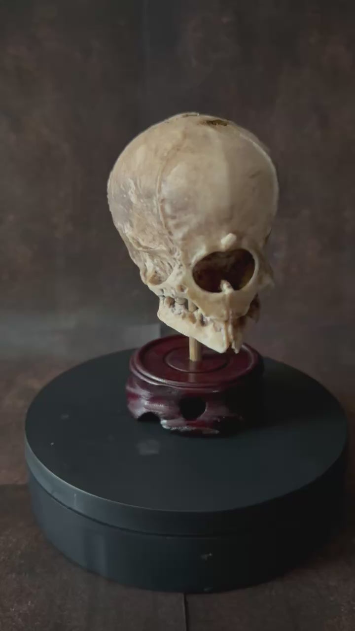 Cyclops Skull on a stand video