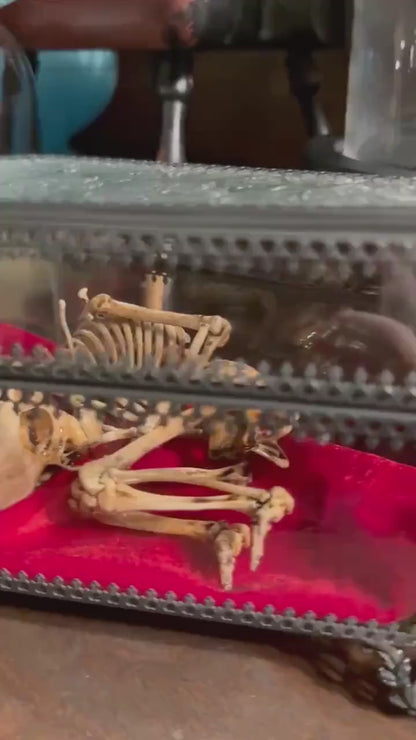 The Waiting Womb – Creepy Curiosity with Fetal Skeleton Replica in glass coffin