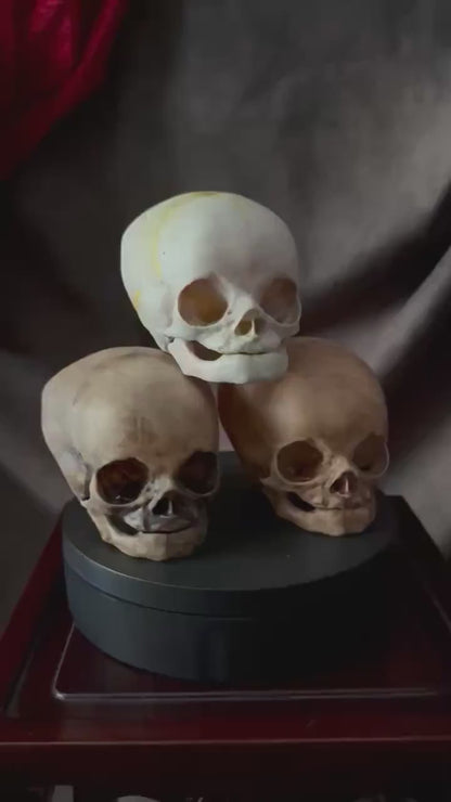 Fetal Skull for a curiosities cabinet